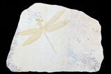 Fossil Dragonfly (Cymatophlebia) - Solnhofen Limestone #77833-1